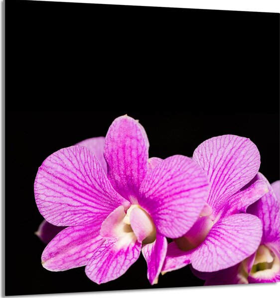 PIATTO IN VETRO PER CUCINA 60x65 Orchidea