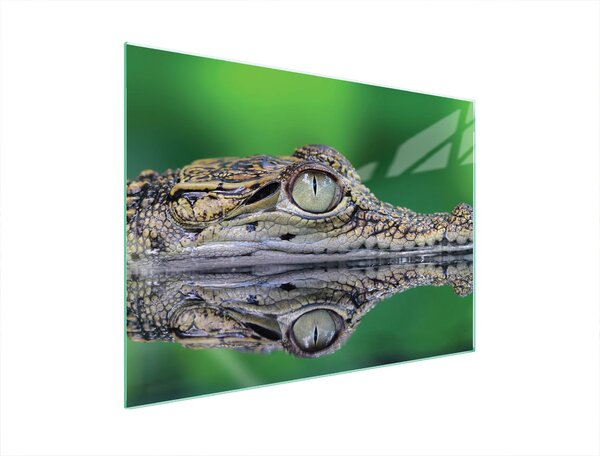 Piastra Di Protezione In Vetrina Per L'erba 70X52 Crocodil