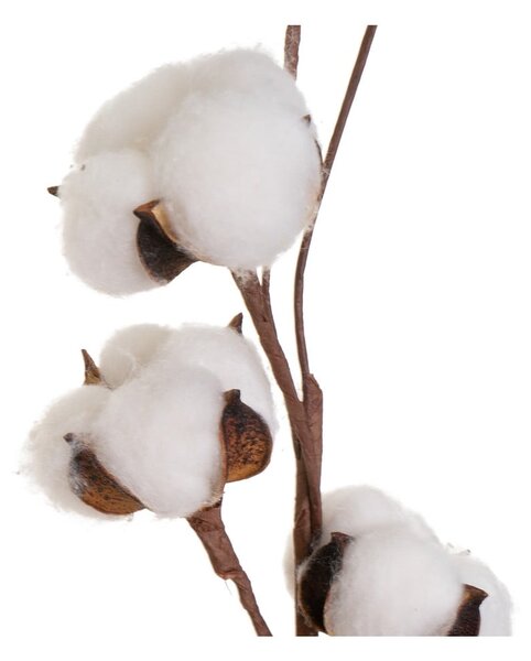 Pianta essiccata (altezza 55 cm) Cotton - Casa Selección