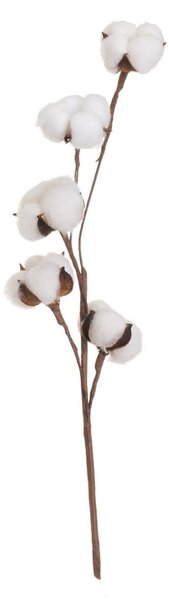 Pianta essiccata (altezza 55 cm) Cotton - Casa Selección