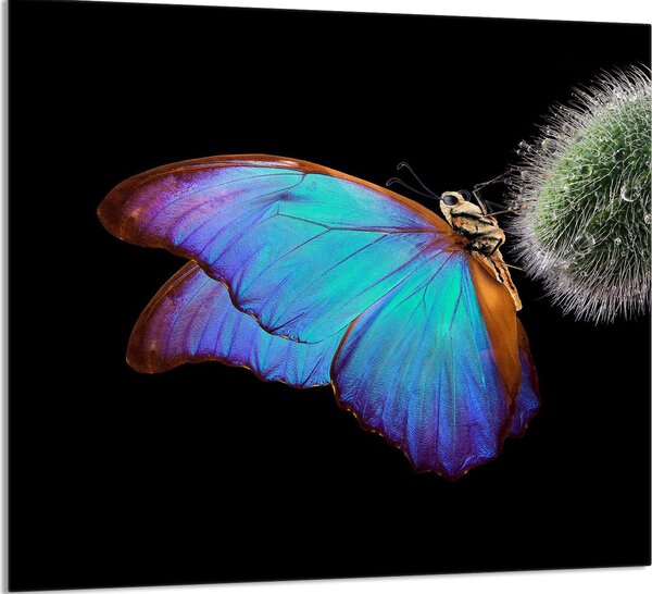 PIATTO IN VETRO PER CUCINA 65x60 Butterfly