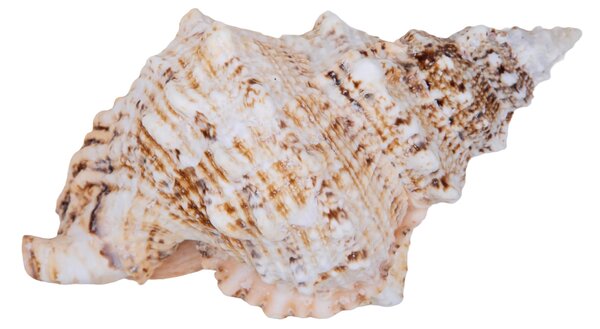 Conchiglia Bursa Bubo Larghezza 23 cm