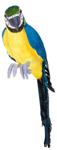 Pappagallo H 64 cm