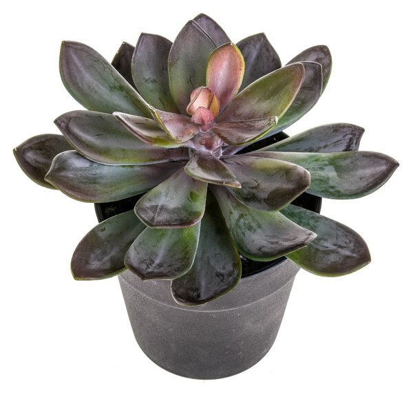 Pianta Artificiale Succulent con Vaso H 20 cm