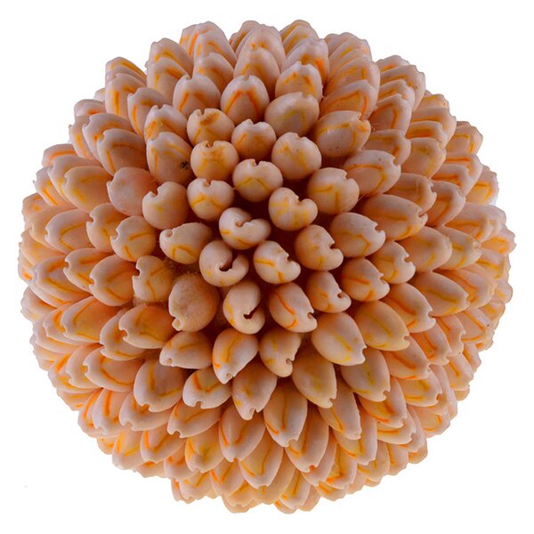 Set 2 Sfere di Conchiglie Annulus H 10 cm