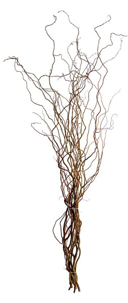 Set 20 Rami Naturali Salix 200 cm Nocciolo