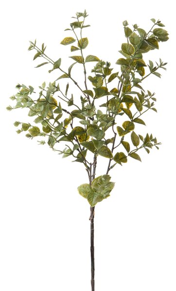 Set 6 Rami Artificiali Ruscus Orientale H 68 cm