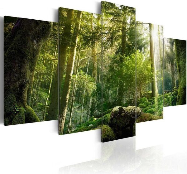 Quadro Fascino della foresta