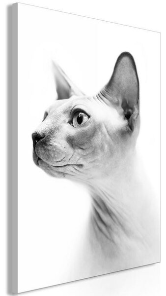 Quadro Hairless Cat (1 Part) Vertical