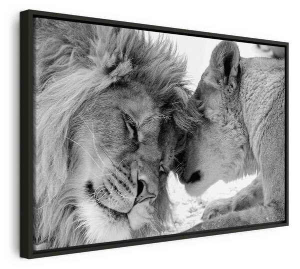 Quadro Lion's Love