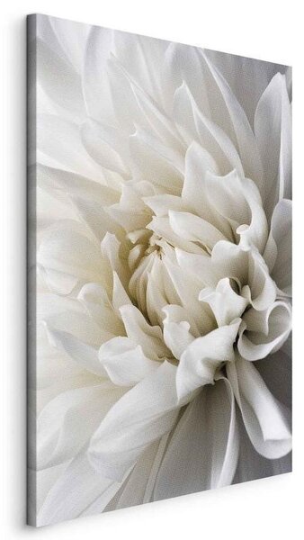 Quadro White Dahlia