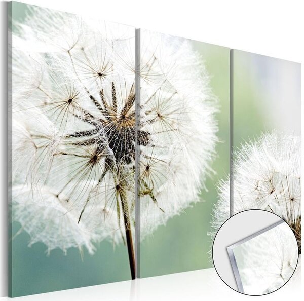 Quadri su vetro acrilico Fluffy Dandelions [Glass]