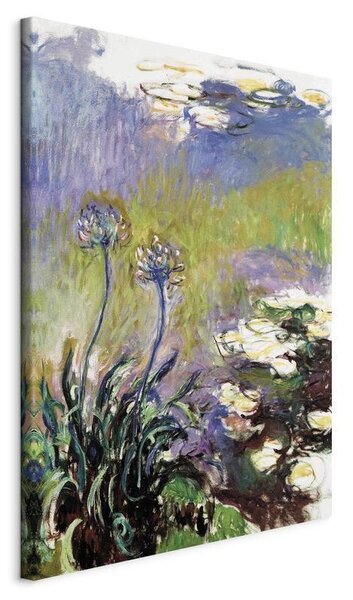 Quadro - Agapanthus