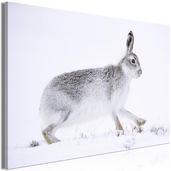 Quadro - Hare (1 Part) Wide