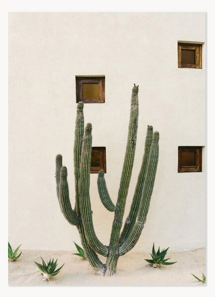 Poster Cabo Cactus IX