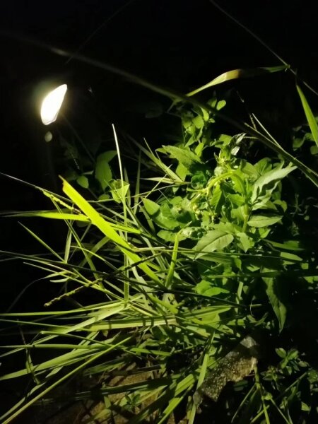 Immax 08502L - Lampada solare LED con sensore LED/1W/3,7V 6000K IP65