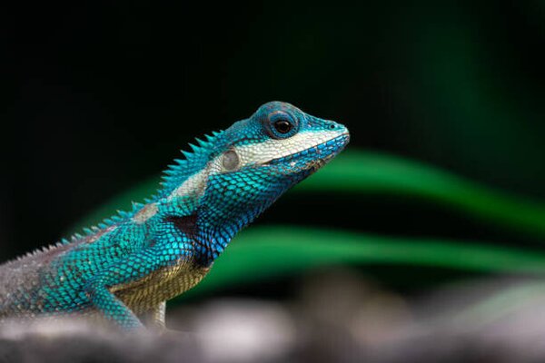 Fotografia Close-up shot of The blue-crested lizard, Suphameth Jaruthaninphong