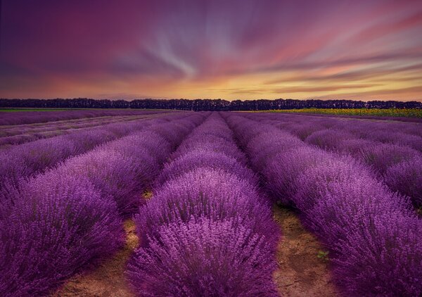 Fotografia artistica Lavender field, Nikki Georgieva V, (40 x 26.7 cm)