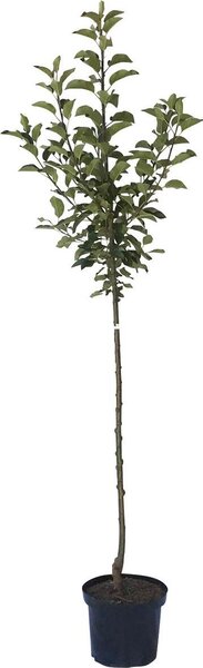 Mela invernale Gloster a frutto grande mela a mezzo fusto 150-170 cm in vaso da 10 litri portainnesto M7