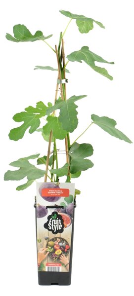 Ficus carica "Brown Turkey", albero da frutto, altezza 60-70 cm, vaso da 14 cm