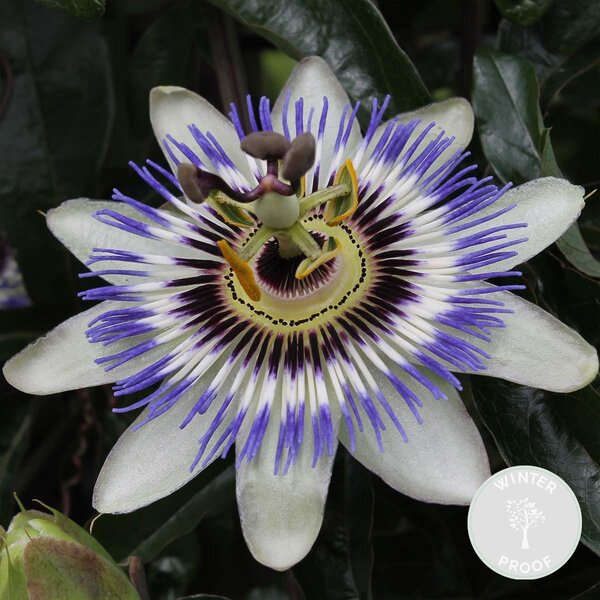 Passiflora caerulea, detta anche "Passiflora", varietà blu/bianca, altezza 50-70 cm, vaso da 15 cm