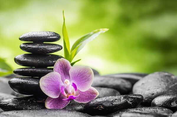 Carta da parati autoadesiva – Composizione Zen meditativa