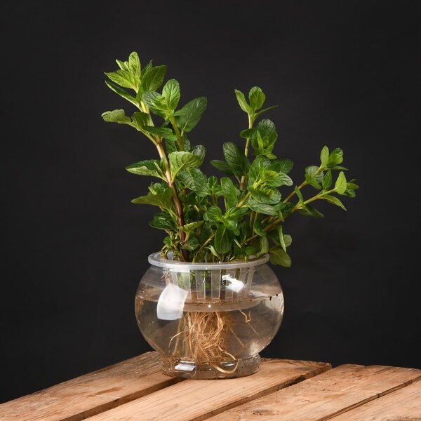 Vaso di plastica ø 15 cm - Esschert Design