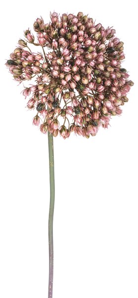 Set 4 Fiori Artificiali di Allium Altezza 65 cm Rosa