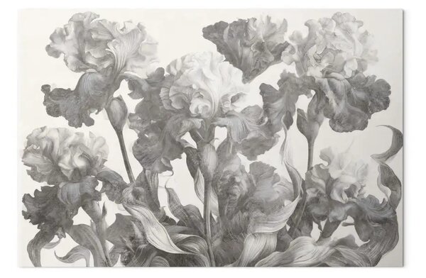 Iris eleganti - un disegno botanico di fiori in fiore su uno sfondo chiaro