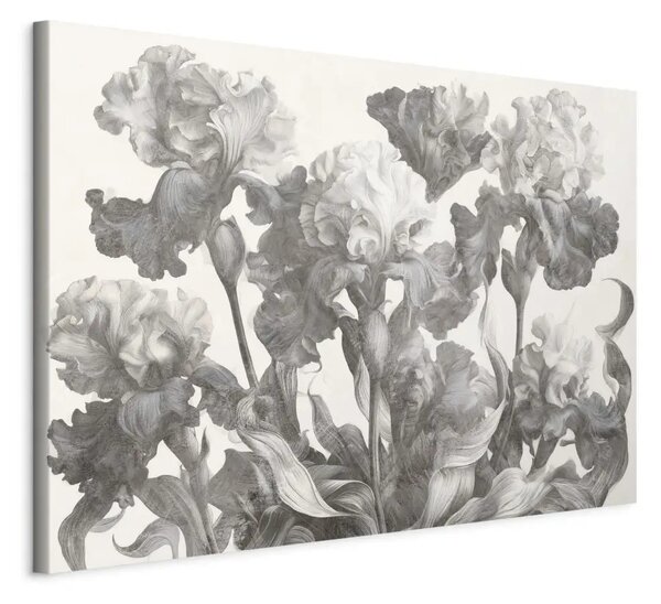 Iris in fiore: un disegno botanico in scala di grigi con un motivo floreale