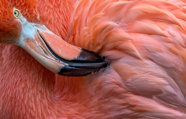 Fotografia Flamingo Close Up, XavierOrtega