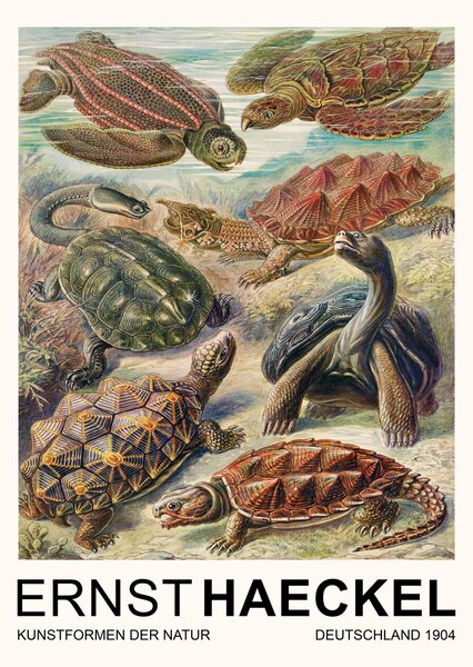 Stampa artistica Chelonia Schildkr ten Turtles Vintage Academia - Ernst Haeckel, (30 x 40 cm)