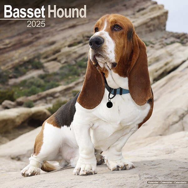 Calendario 2025 Basset Hound