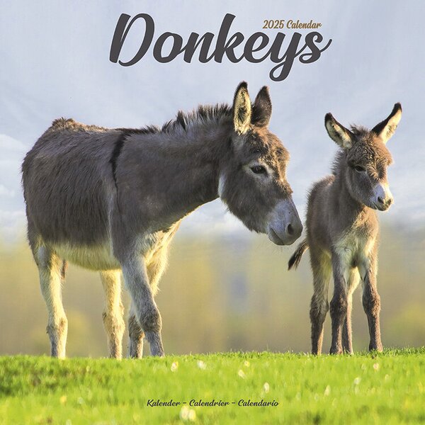 Calendario 2025 Donkeys FAVI It C95a3971 871e 40b4 9ae5 