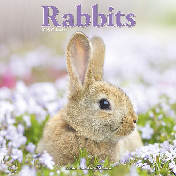 Calendario 2025 Rabbits | FAVI.it