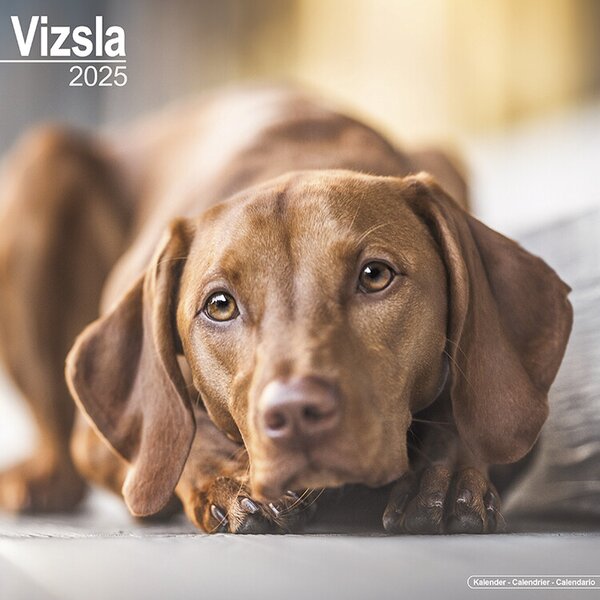 Calendario 2025 Vizsla