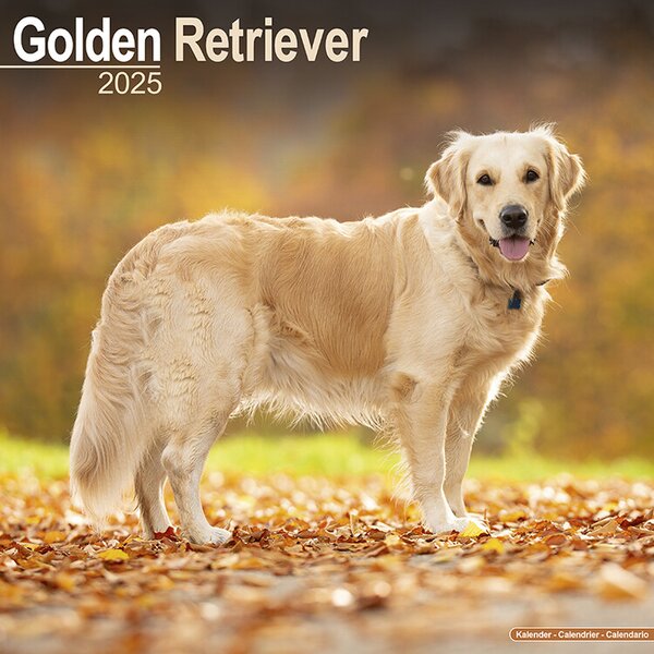 Calendario 2025 Golden Retriever FAVI.it