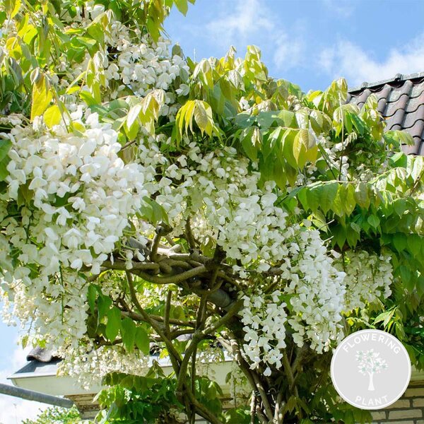 Wisteria floribunda Alba, chiamata anche Blauregen, varietà bianca, altezza 50-70 cm, in vaso da 15 cm