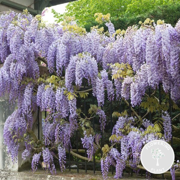 Wisteria sinensis "Prolific", Blauregen, blu, altezza 50-70 cm, vaso da 15 cm