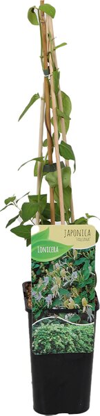 Lonicera japonica Halliana, Caprifoglio, fiori bianchi/gialli, altezza 70-80 cm, vaso da 15 cm