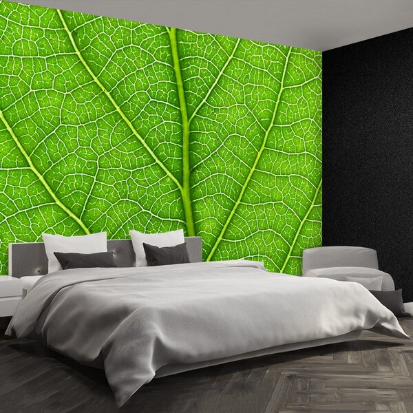 Carta da parati Foglia verde 104x70 cm