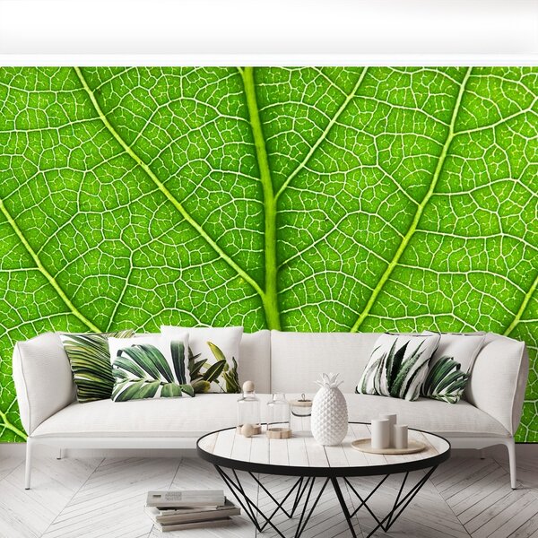 Carta da parati Foglia verde 104x70 cm