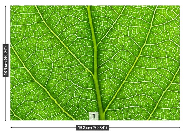 Carta da parati Foglia verde 104x70 cm