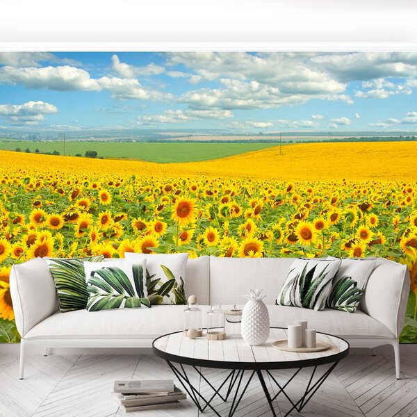 Carta da parati Campo di girasole 104x70 cm