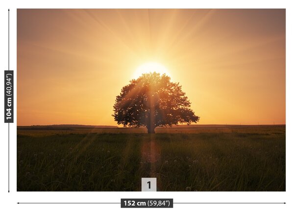 Carta da parati Albero all'alba 104x70 cm