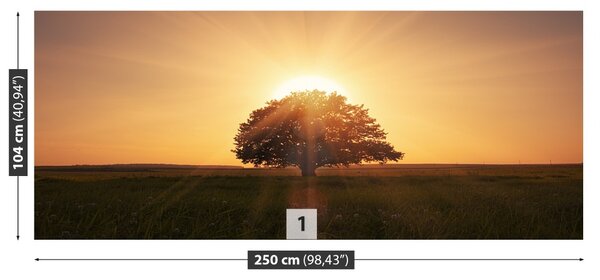 Carta da parati Albero all'alba 104x70 cm