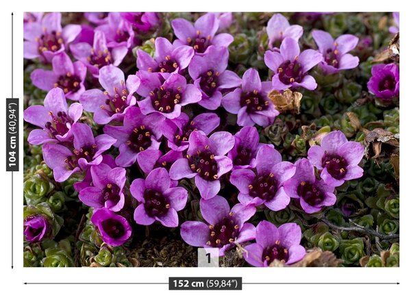 Carta da parati Viola 104x70 cm