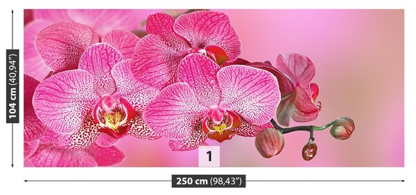 Carta da parati Orchidea rosa 104x70 cm