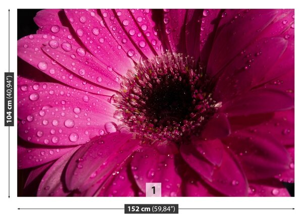 Carta da parati Purple Gerbera 104x70 cm