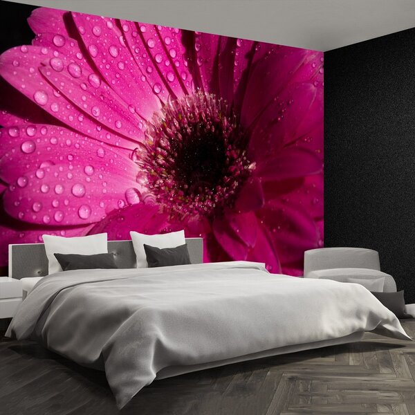 Carta da parati Purple Gerbera 104x70 cm